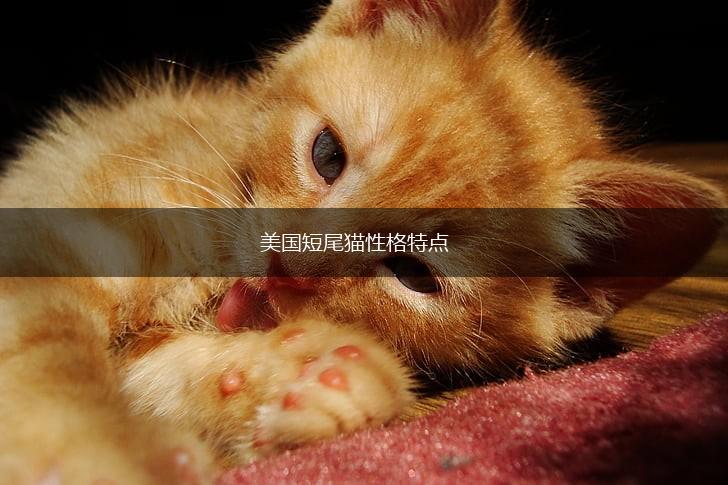 美国短尾猫性格特点,第1张