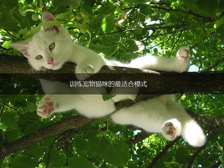 训练宠物猫咪的最适合模式,第1张