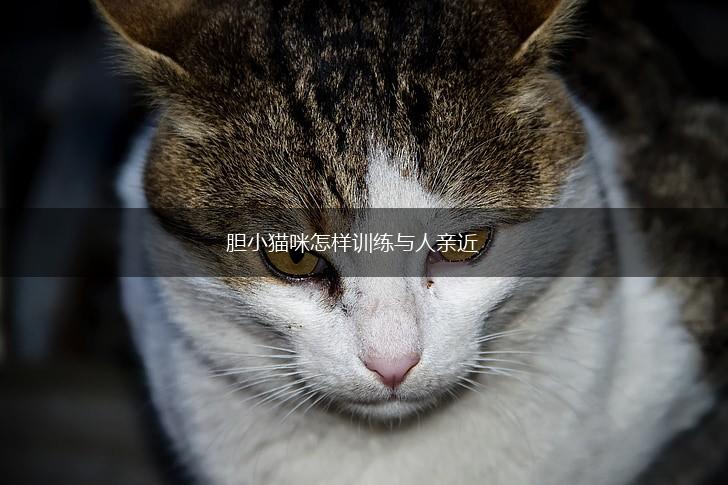 胆小猫咪怎样训练与人亲近,第1张