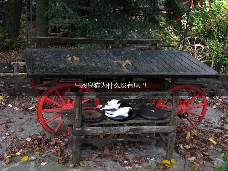 马恩岛猫为什么没有尾巴,第1张