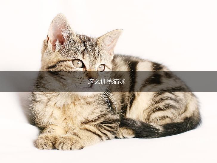 这么训练猫咪,第1张