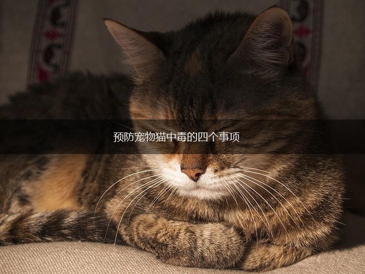 预防宠物猫中毒的四个事项,第1张