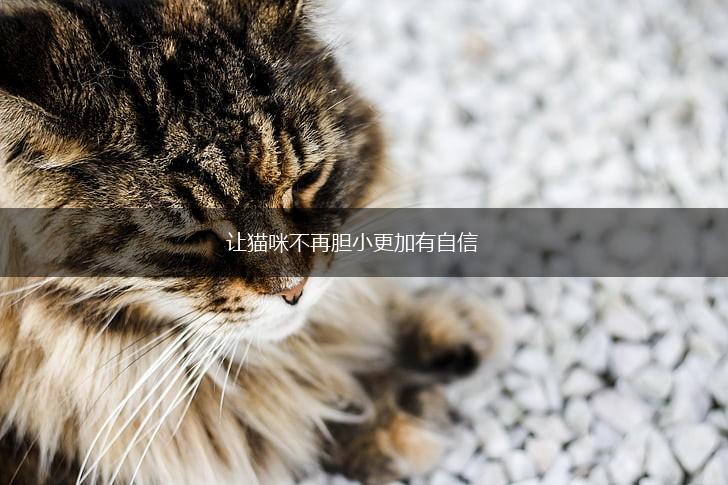 让猫咪不再胆小更加有自信,第1张