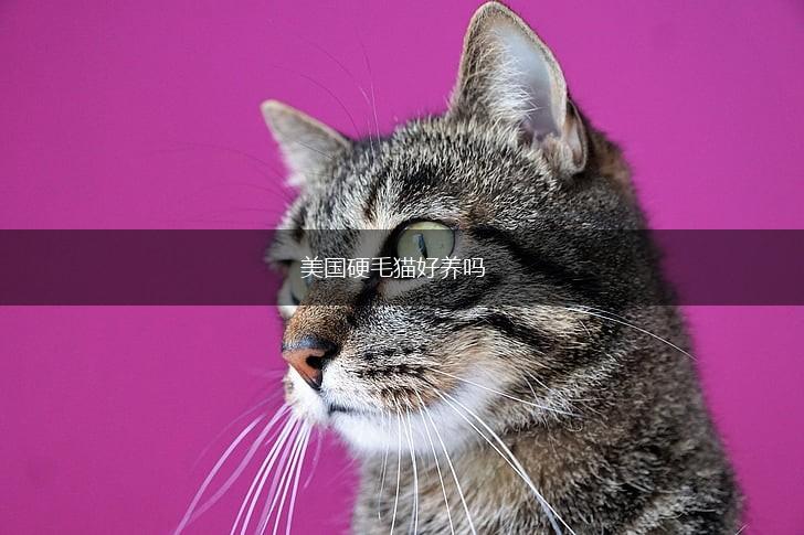 美国硬毛猫好养吗,第1张