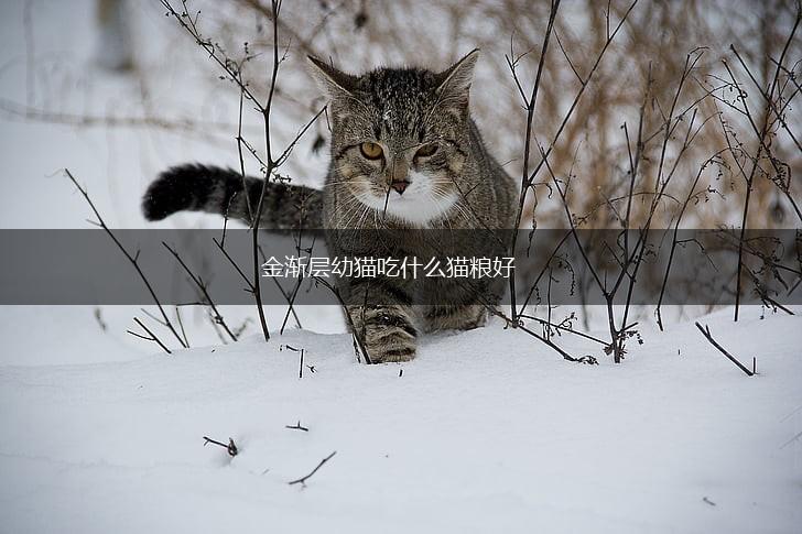 金渐层幼猫吃什么猫粮好,第1张