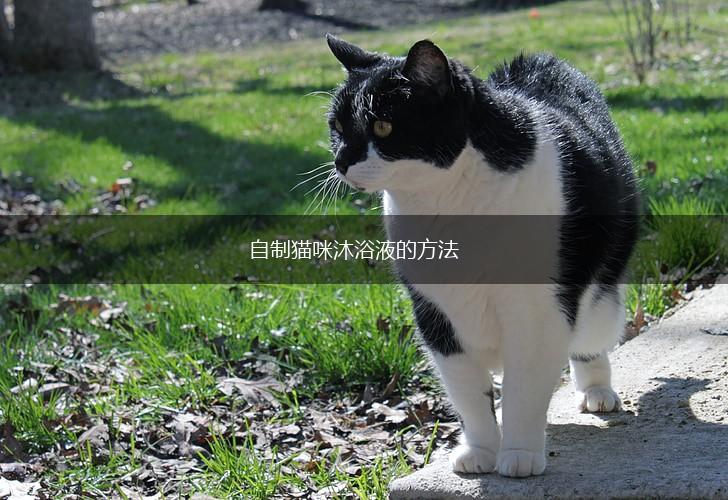 自制猫咪沐浴液的方法,第1张