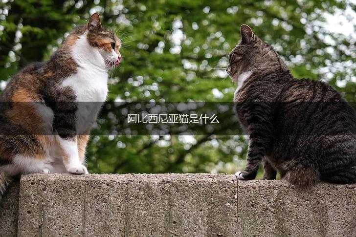阿比西尼亚猫是什么,第1张