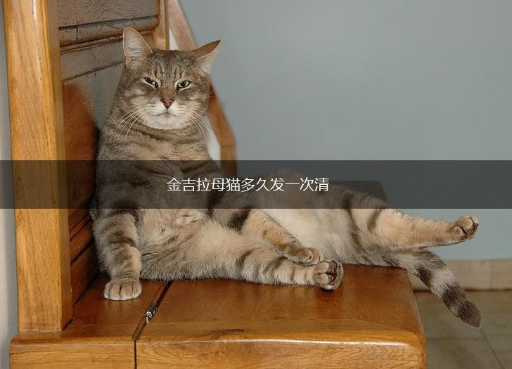 金吉拉母猫多久发一次清,第1张