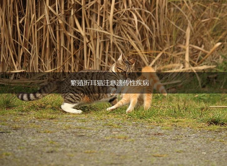 繁殖折耳猫注意遗传性疾病,第1张