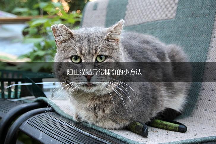阻止猫猫异常捕食的小方法,第1张