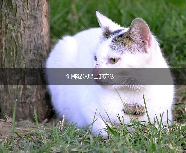 训练猫咪爬山的方法,第1张