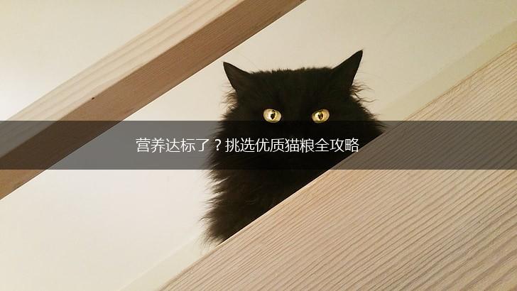 营养达标了?挑选优质猫粮全攻略,第1张 营养达标了?挑选优质猫粮全攻略,第1张