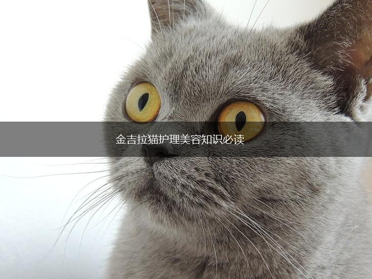 金吉拉猫护理美容知识必读,第1张