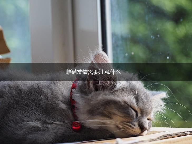 雌猫发情需要注意什么,第1张