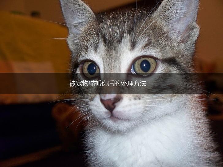 被宠物猫抓伤后的处理方法,第1张