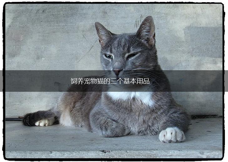 饲养宠物猫的三个基本用品,第1张