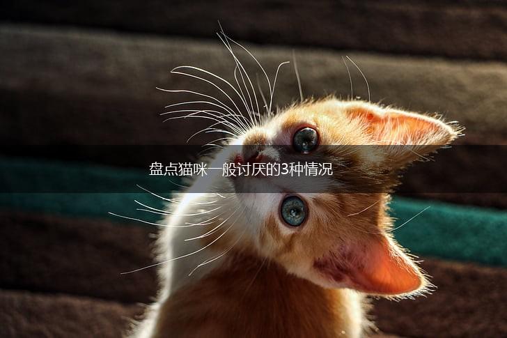 盘点猫咪一般讨厌的3种情况,第1张