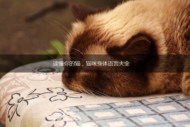 读懂你的猫，猫咪身体语言大全,第1张