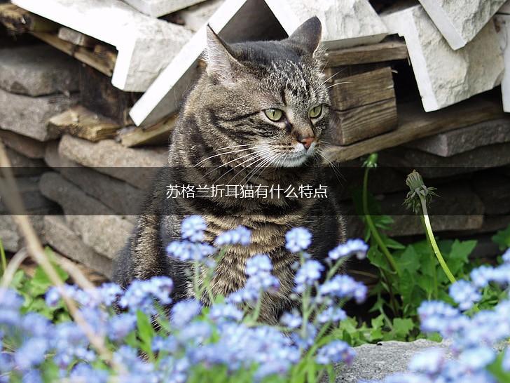 苏格兰折耳猫有什么特点,第1张