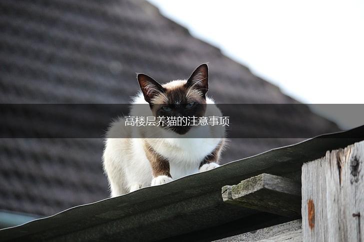 高楼层养猫的注意事项,第1张