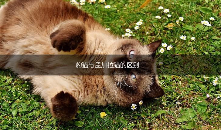 豹猫与孟加拉猫的区别,第1张
