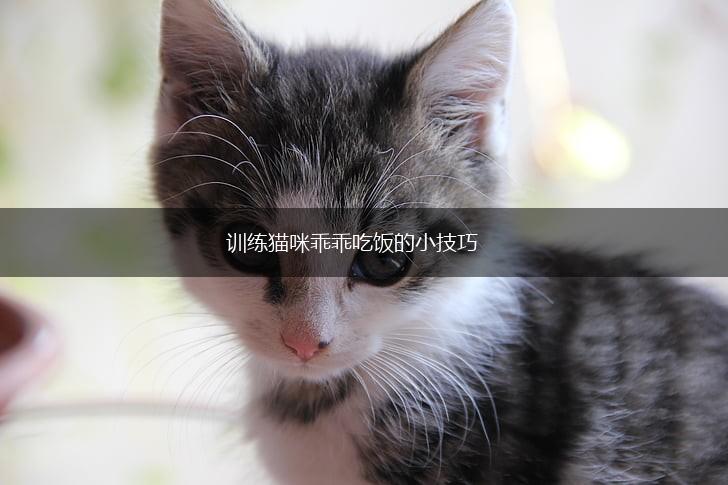 训练猫咪乖乖吃饭的小技巧,第1张