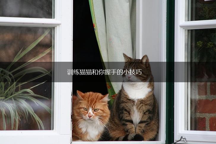 训练猫猫和你握手的小技巧,第1张