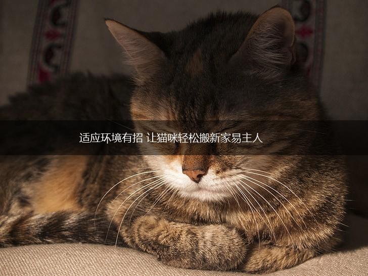 适应环境有招 让猫咪轻松搬新家易主人,第1张