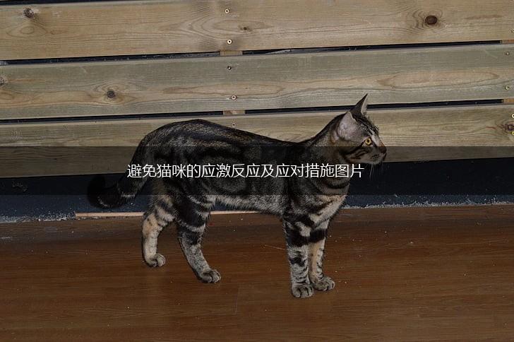 避免猫咪的应激反应及应对措施图片,第1张
