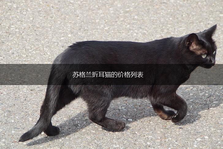 苏格兰折耳猫的价格列表,第1张