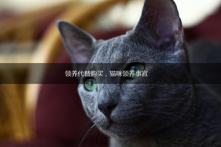 领养代替购买，猫咪领养事宜,第1张