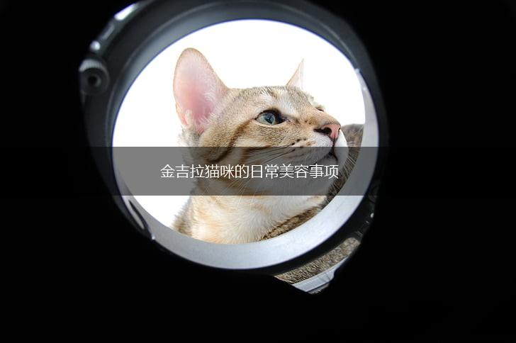 金吉拉猫咪的日常美容事项,第1张
