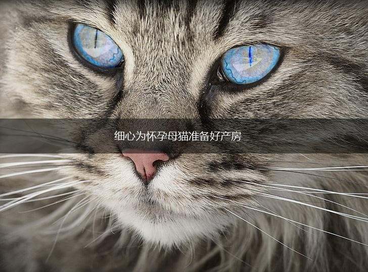 细心为怀孕母猫准备好产房,第1张 细心为怀孕母猫准备好产房,第1张