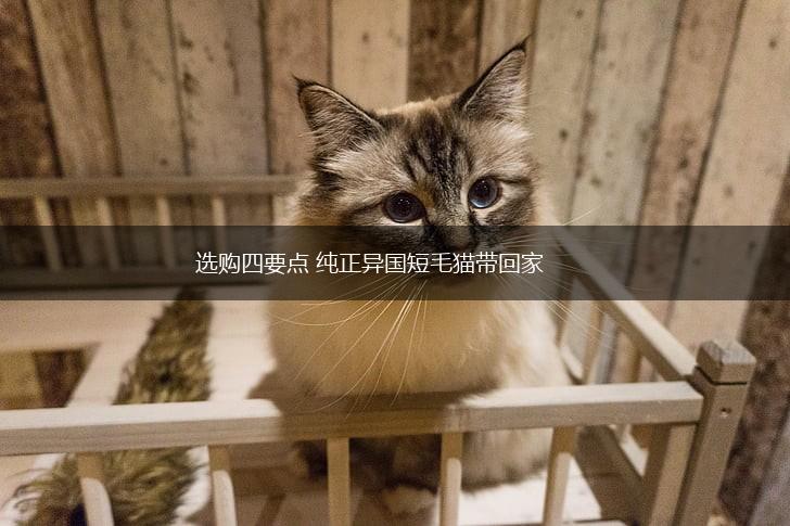 选购四要点 纯正异国短毛猫带回家,第1张