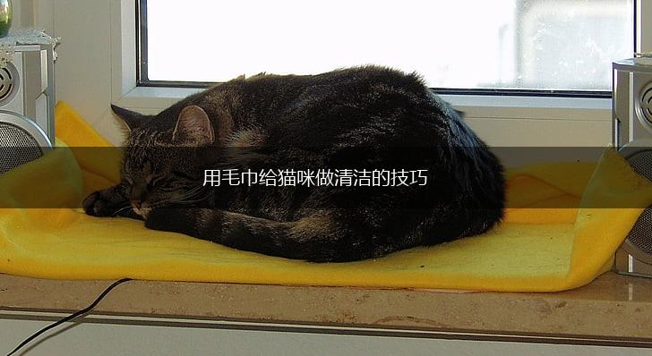 用毛巾给猫咪做清洁的技巧,第1张