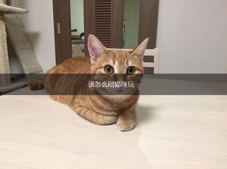 该怎么陪猫咪玩,第1张
