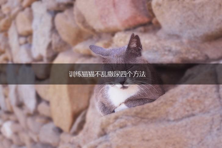 训练猫猫不乱撒尿四个方法,第1张 训练猫猫不乱撒尿四个方法,第1张