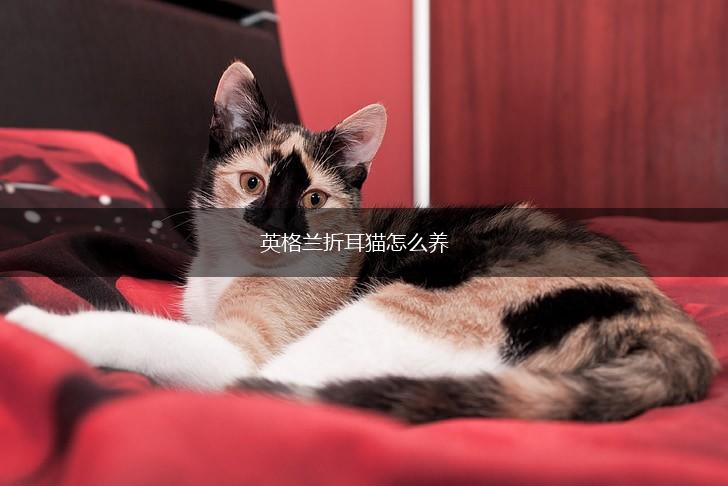 英格兰折耳猫怎么养,第1张