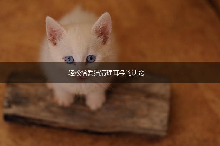 轻松给爱猫清理耳朵的诀窍,第1张