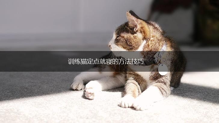训练猫定点就寝的方法技巧,第1张