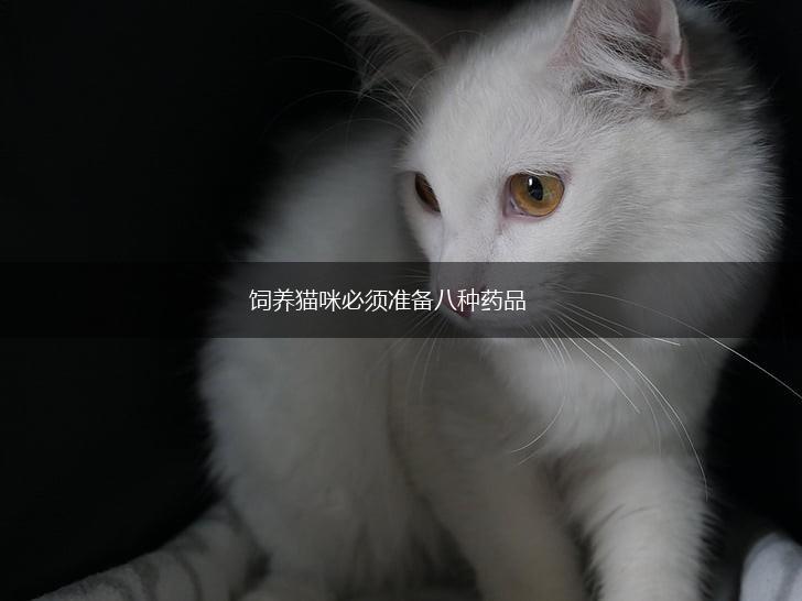 饲养猫咪必须准备八种药品,第1张