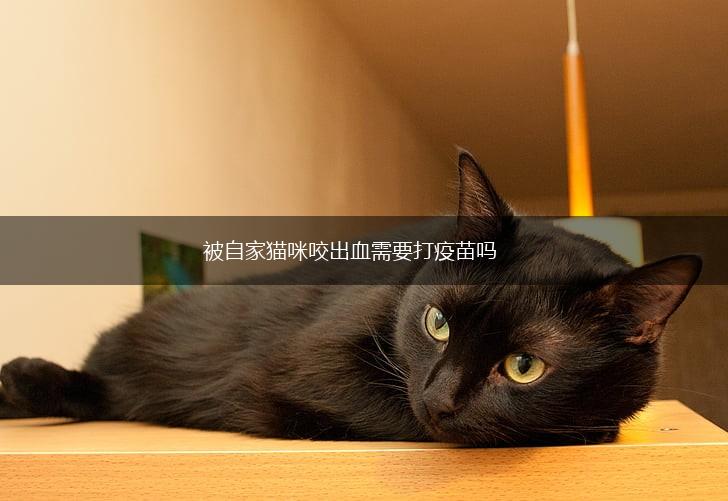 被自家猫咪咬出血需要打疫苗吗,第1张 被自家猫咪咬出血需要打疫苗吗,第1张