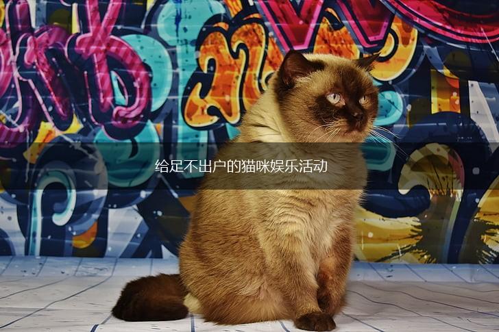 给足不出户的猫咪娱乐活动,第1张