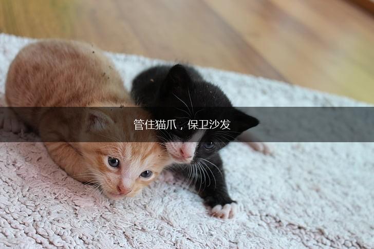 管住猫爪，保卫沙发,第1张