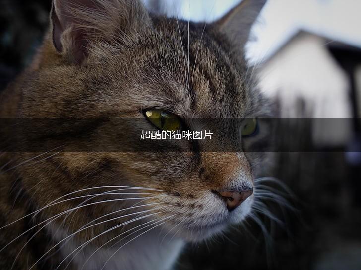 超酷的猫咪图片,第1张