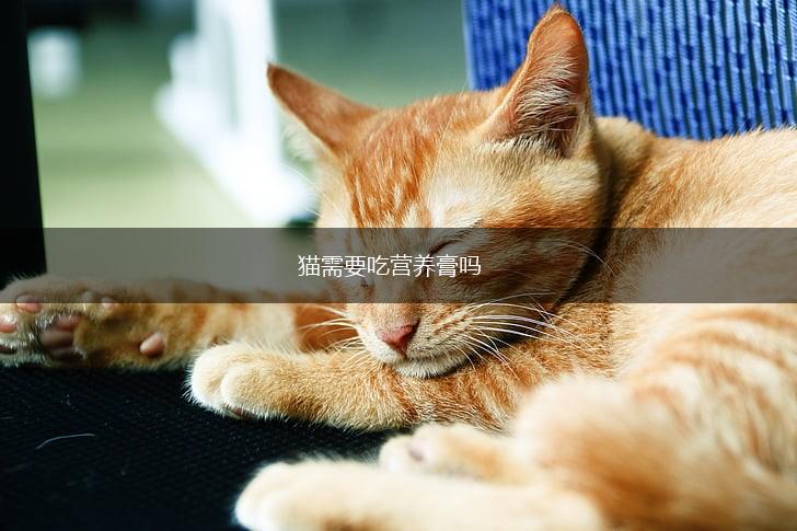 猫需要吃营养膏吗,第1张