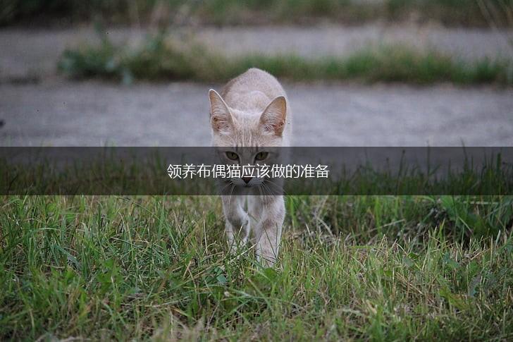 领养布偶猫应该做的准备,第1张