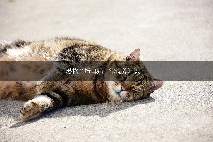 苏格兰折耳猫日常饲养知识,第1张