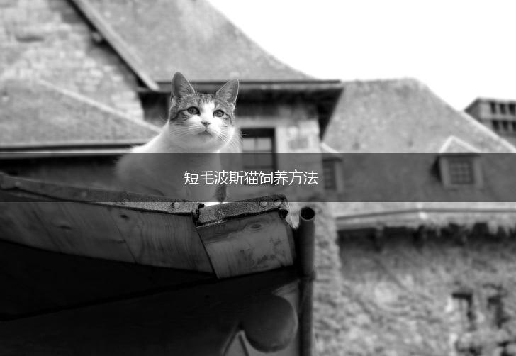 短毛波斯猫饲养方法,第1张