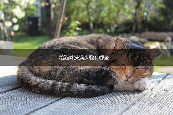 给猫咪洗澡步骤有哪些,第1张